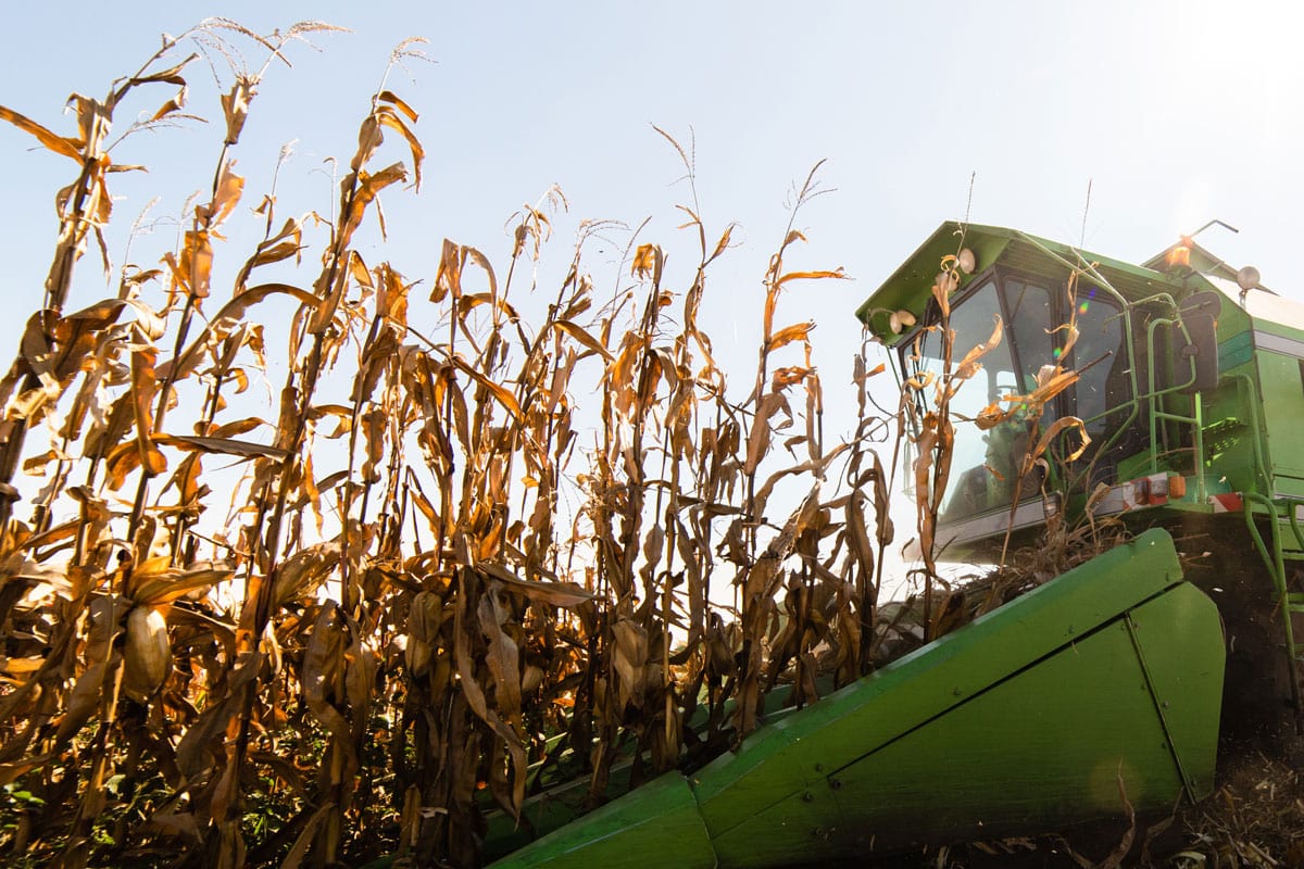 Harvesting of corn field with combine Harvesting of corn field with combine