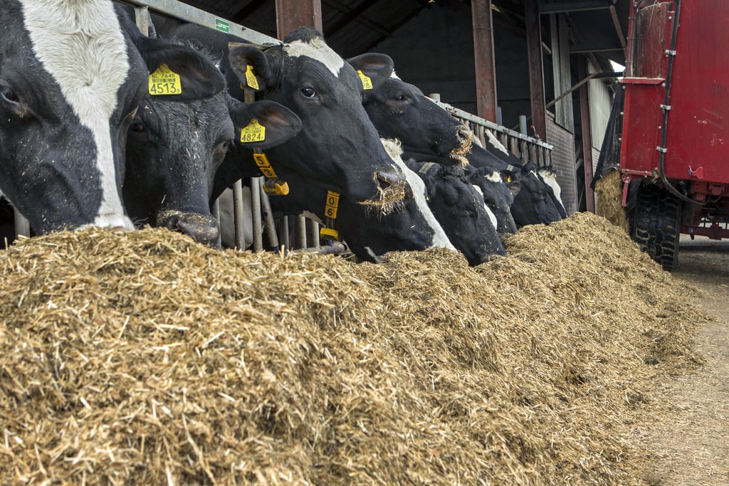 Livestock Feeding Livestock Feeding